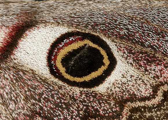 68.001 BF1643 Emperor Moth Saturnia pavonia