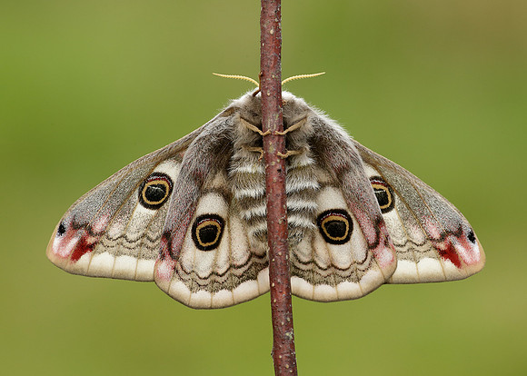 68.001 BF1643 Emperor Moth Saturnia pavonia