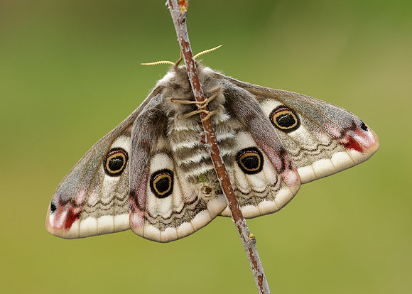68.001 BF1643 Emperor Moth Saturnia pavonia