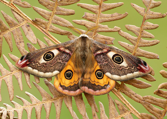 68.001 BF1643 Emperor Moth Saturnia pavonia
