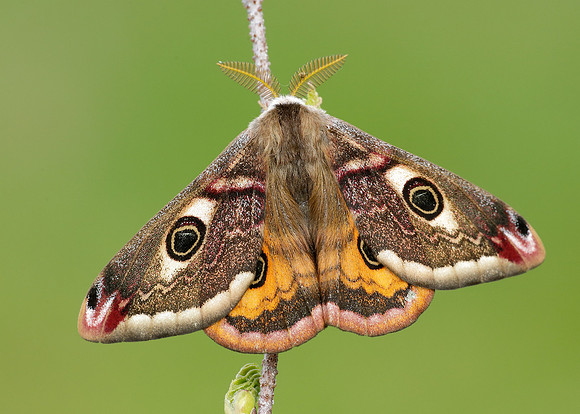 68.001 BF1643 Emperor Moth Saturnia pavonia