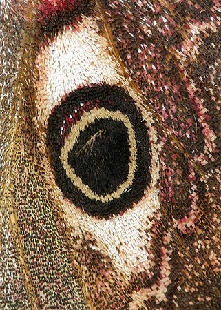 68.001 BF1643 Emperor Moth Saturnia pavonia