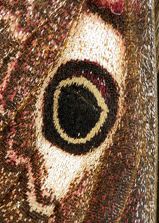 68.001 BF1643 Emperor Moth Saturnia pavonia