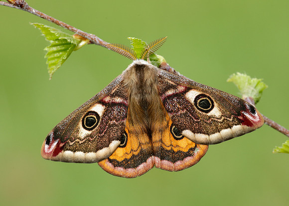 68.001 BF1643 Emperor Moth Saturnia pavonia