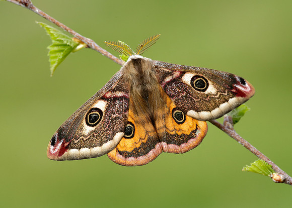 68.001 BF1643 Emperor Moth Saturnia pavonia