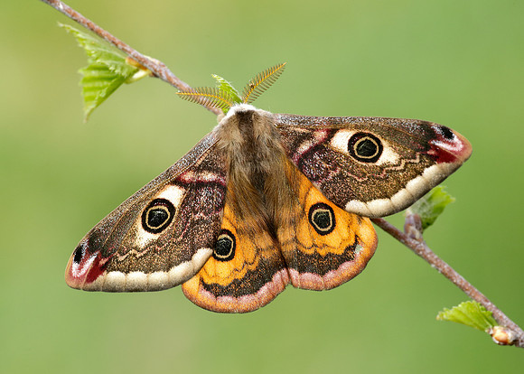 68.001 BF1643 Emperor Moth Saturnia pavonia