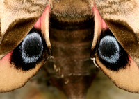 Hornet Vespa crabro