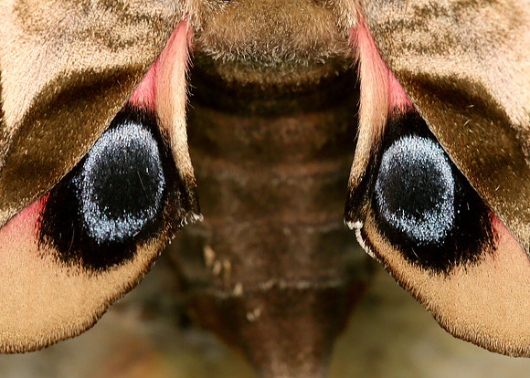 Hornet Vespa crabro