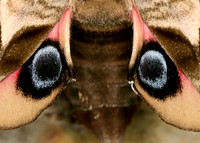 Hornet Vespa crabro