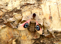 Hornet Vespa crabro