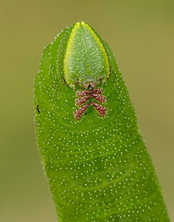 Hornet Vespa crabro