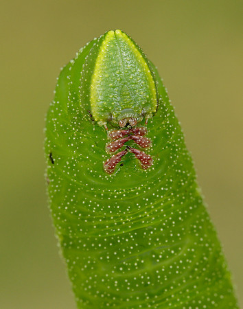 Hornet Vespa crabro
