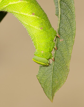 Hornet Vespa crabro