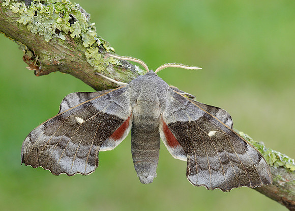 69.003 BF1981 Poplar Hawk-moth Laothoe populi