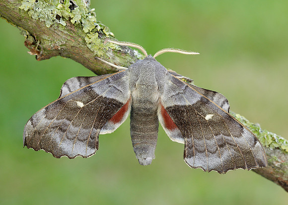 69.003 BF1981 Poplar Hawk-moth Laothoe populi