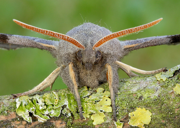 69.003 BF1981 Poplar Hawk-moth Laothoe populi