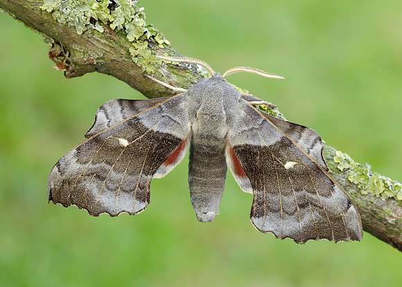 69.003 BF1981 Poplar Hawk-moth Laothoe populi
