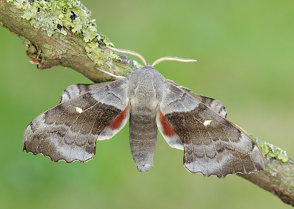 69.003 BF1981 Poplar Hawk-moth Laothoe populi