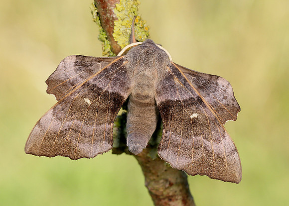 69.003 BF1981 Poplar Hawk-moth Laothoe populi
