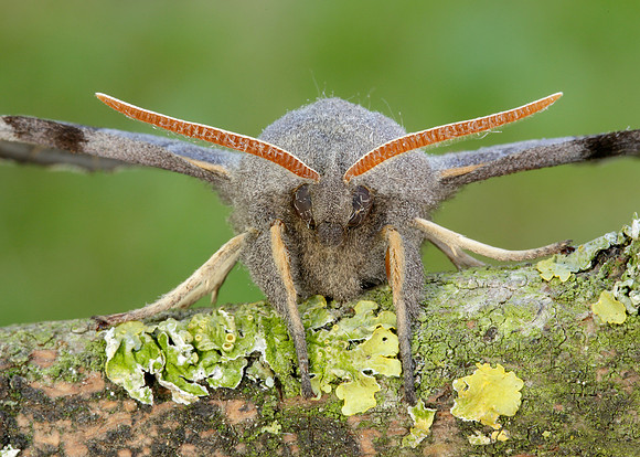 69.003 BF1981 Poplar Hawk-moth Laothoe populi