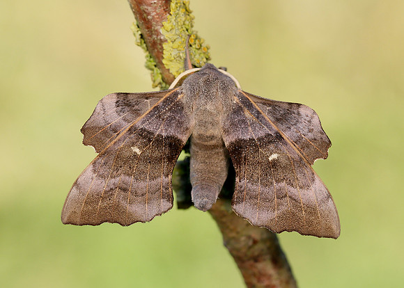 69.003 BF1981 Poplar Hawk-moth Laothoe populi