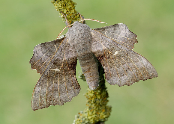 69.003 BF1981 Poplar Hawk-moth Laothoe populi