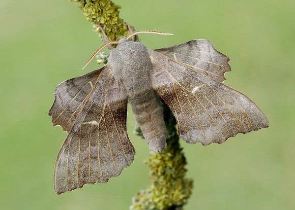 69.003 BF1981 Poplar Hawk-moth Laothoe populi