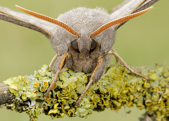 69.003 BF1981 Poplar Hawk-moth Laothoe populi