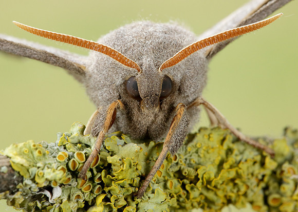 69.003 BF1981 Poplar Hawk-moth Laothoe populi