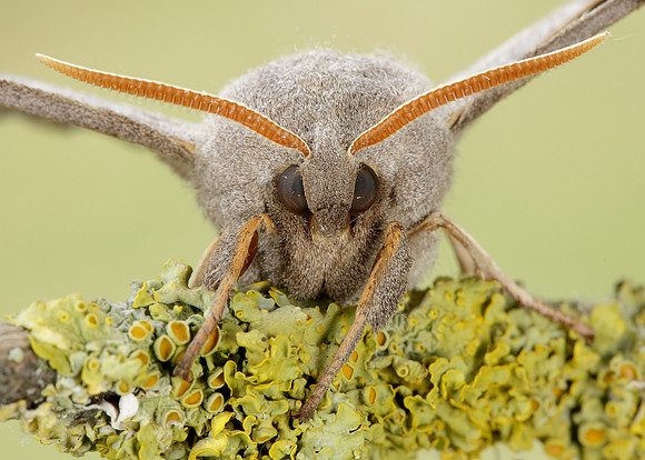69.003 BF1981 Poplar Hawk-moth Laothoe populi