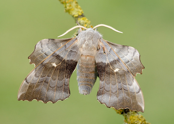 69.003 BF1981 Poplar Hawk-moth Laothoe populi
