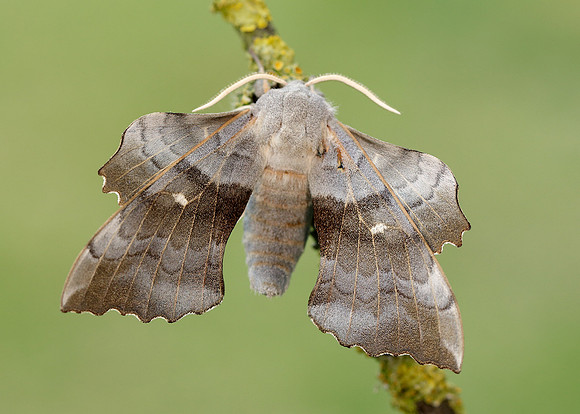 69.003 BF1981 Poplar Hawk-moth Laothoe populi