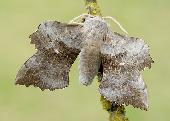 69.003 BF1981 Poplar Hawk-moth Laothoe populi