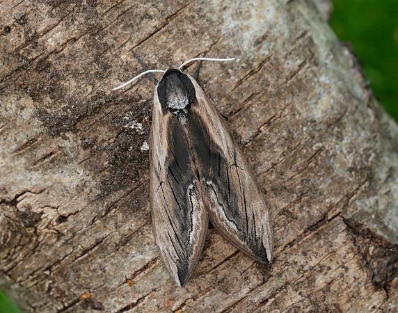 69.006 BF1976 Privet Hawk-moth Sphinx ligustri