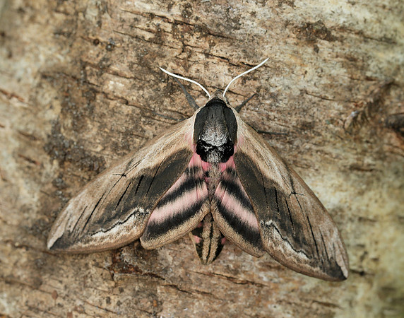 69.006 BF1976 Privet Hawk-moth Sphinx ligustri