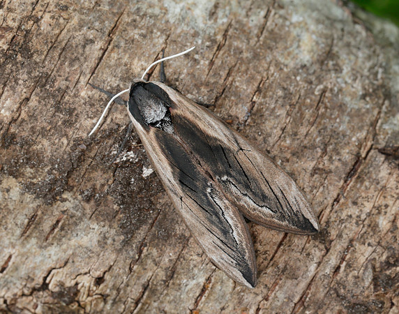 69.006 BF1976 Privet Hawk-moth Sphinx ligustri