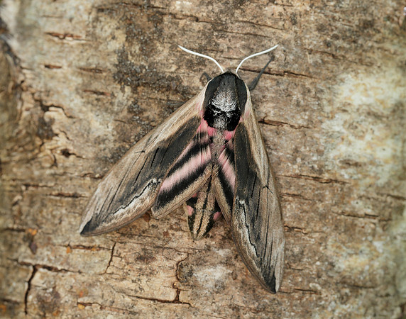 69.006 BF1976 Privet Hawk-moth Sphinx ligustri