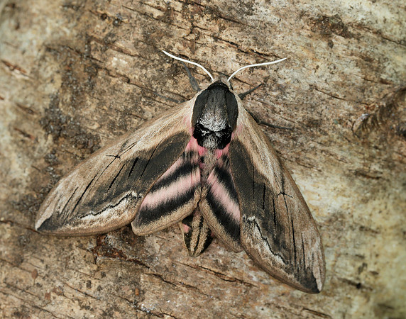 69.006 BF1976 Privet Hawk-moth Sphinx ligustri