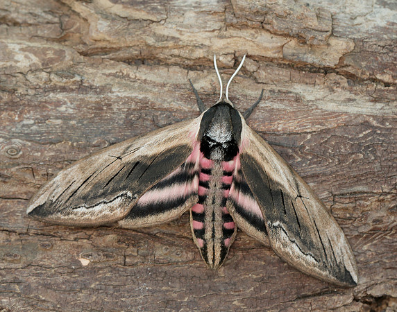 69.006 BF1976 Privet Hawk-moth Sphinx ligustri