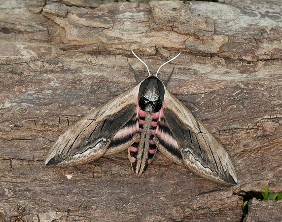69.006 BF1976 Privet Hawk-moth Sphinx ligustri