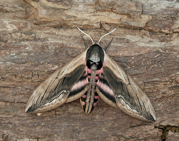 69.006 BF1976 Privet Hawk-moth Sphinx ligustri