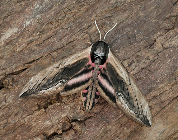 69.006 BF1976 Privet Hawk-moth Sphinx ligustri