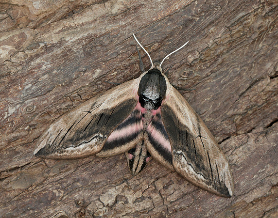 69.006 BF1976 Privet Hawk-moth Sphinx ligustri