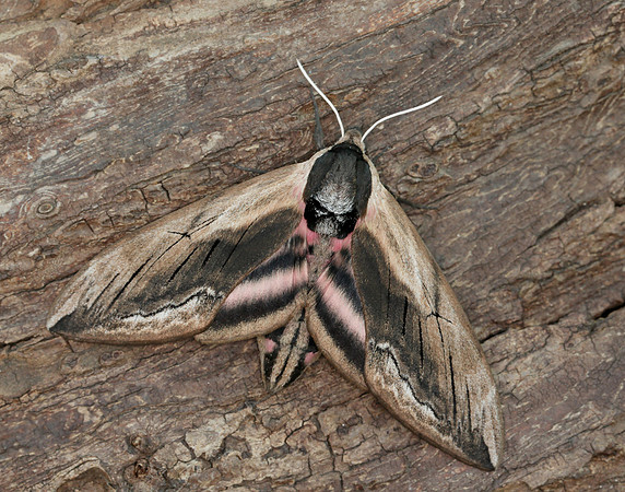 69.006 BF1976 Privet Hawk-moth Sphinx ligustri