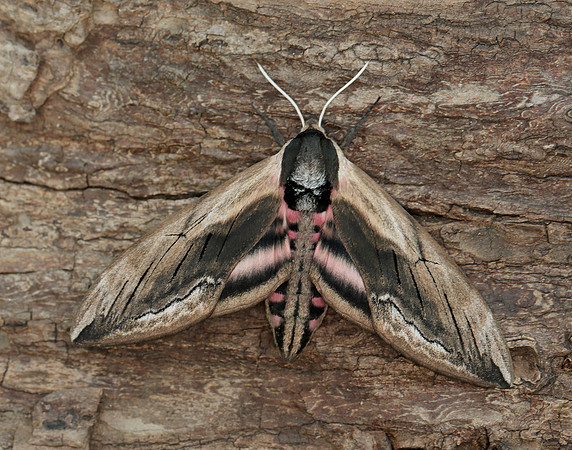 69.006 BF1976 Privet Hawk-moth Sphinx ligustri