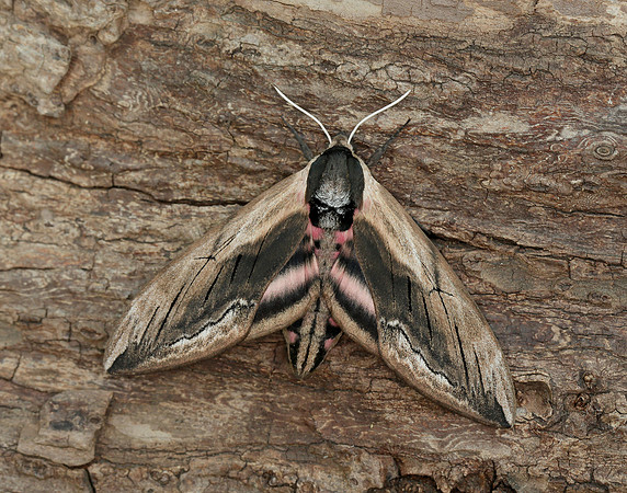 69.006 BF1976 Privet Hawk-moth Sphinx ligustri