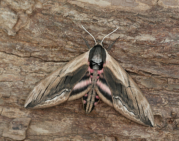 69.006 BF1976 Privet Hawk-moth Sphinx ligustri