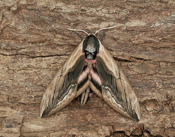 69.006 BF1976 Privet Hawk-moth Sphinx ligustri