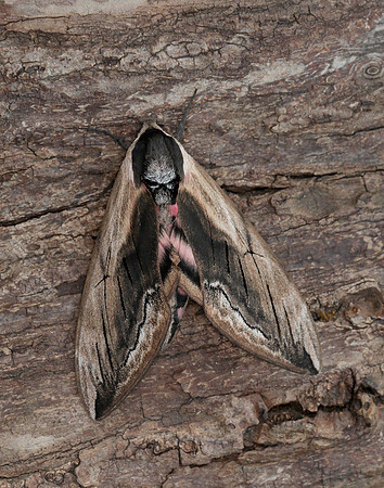 69.006 BF1976 Privet Hawk-moth Sphinx ligustri