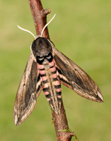 69.006 BF1976 Privet Hawk-moth Sphinx ligustri